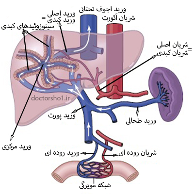 خونرسانی کبدی