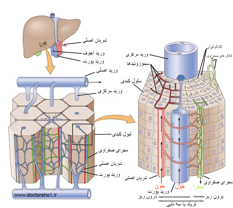 لبول کبدی