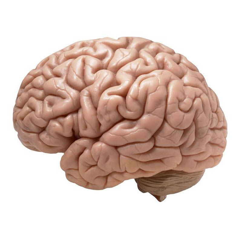 آناتومی و فیزیولوژی مغز
