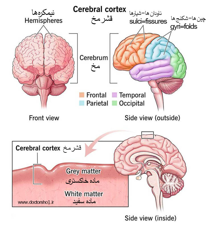 مُخ
