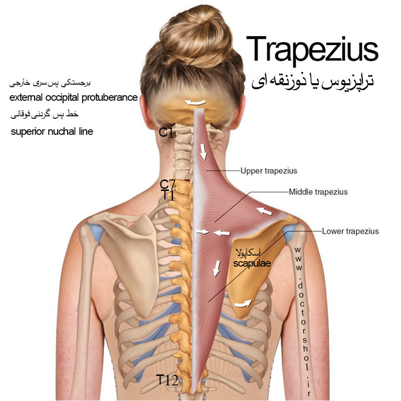 آناتومی اندام فوقانی