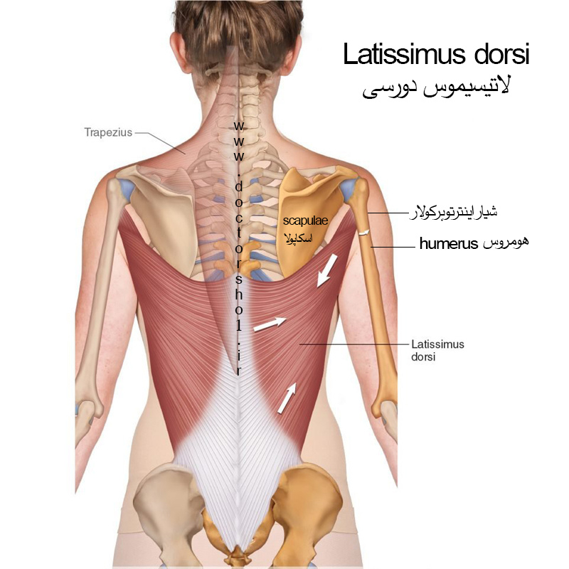 آناتومی اندام فوقانی