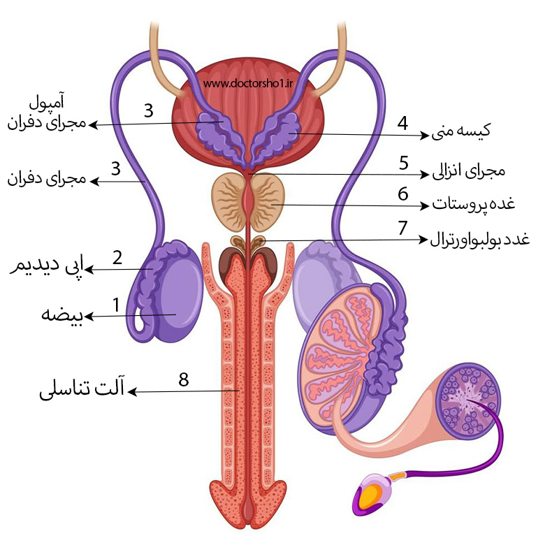دستگاه تناسلی مردان