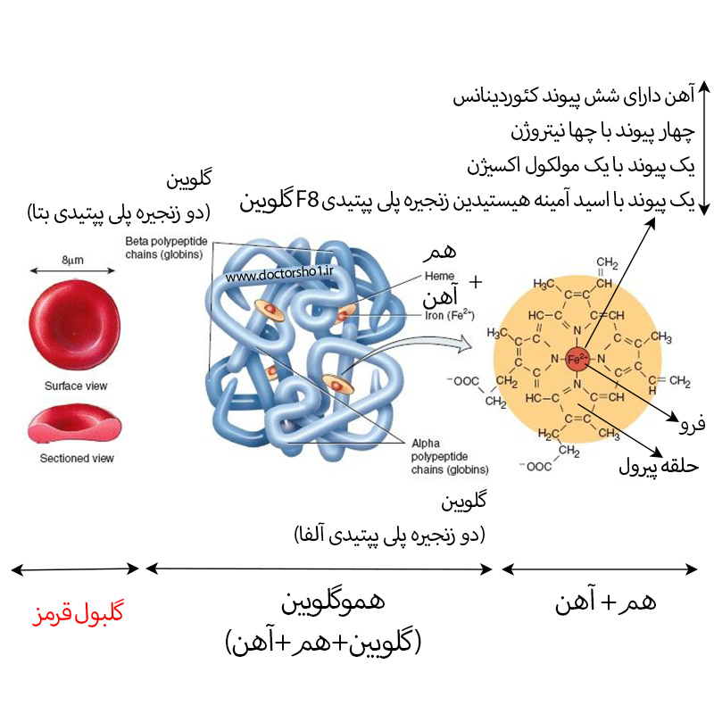 هموگلوبین