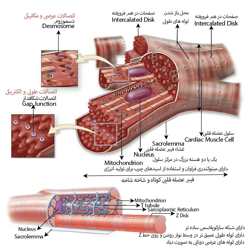 فیزیولوژی قلب