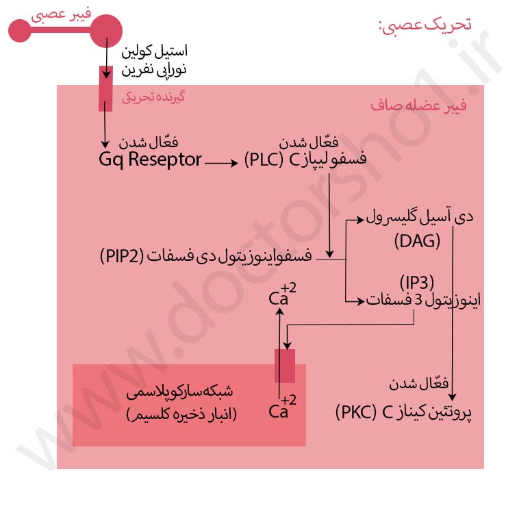 عضله صاف