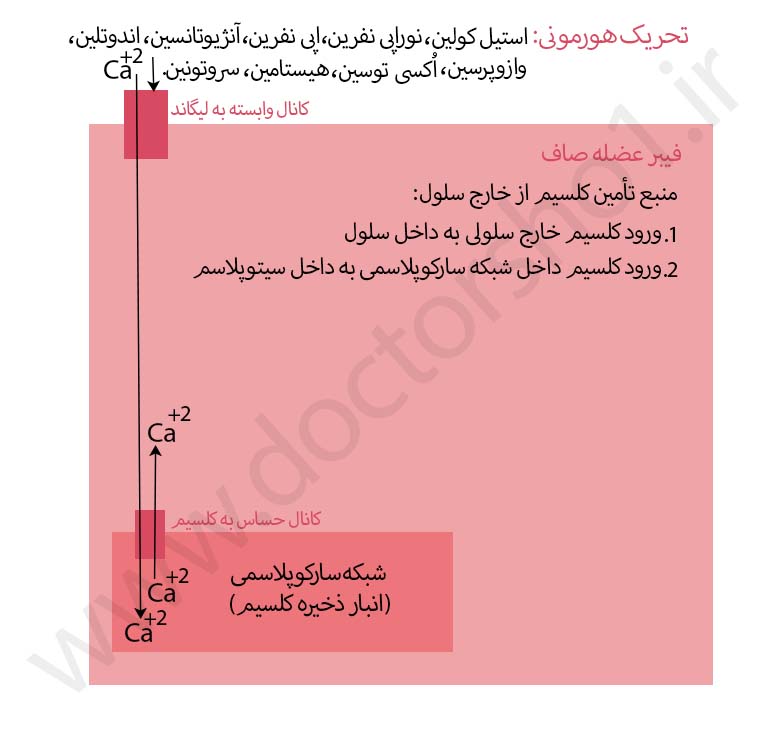 عضله صاف