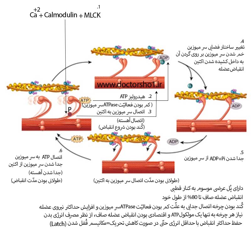عضله صاف