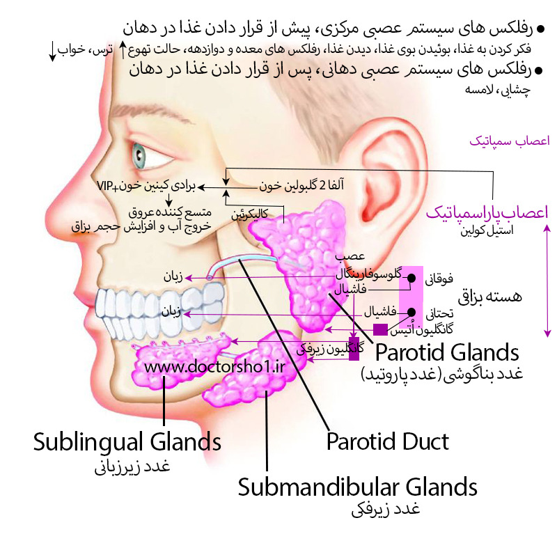 غدد بزاقی
