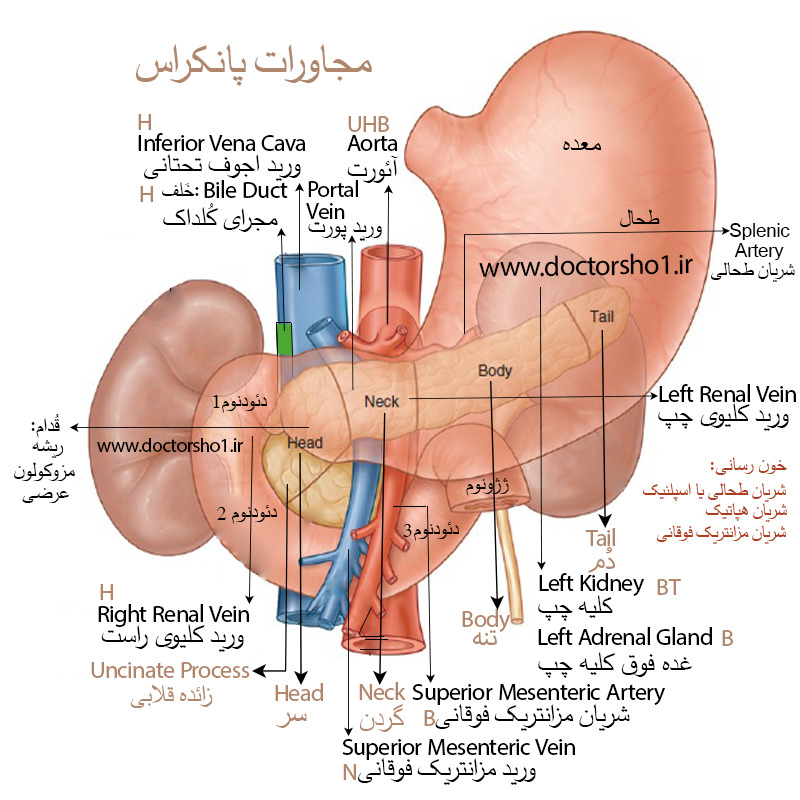 پانکراس