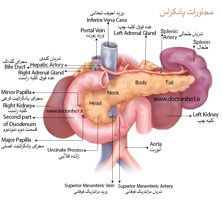 پانکراس