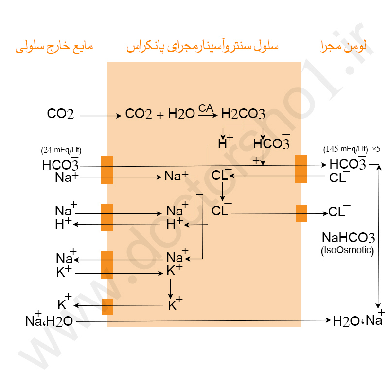پانکراس