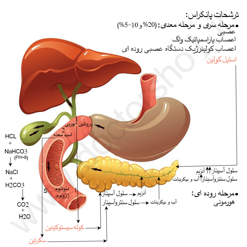پانکراس