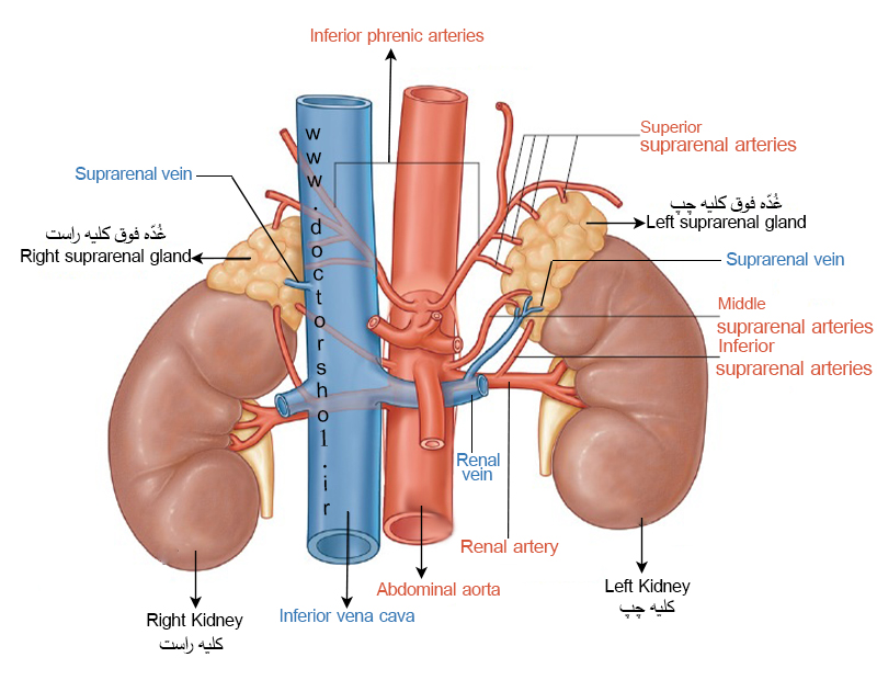 غده فوق کلیه