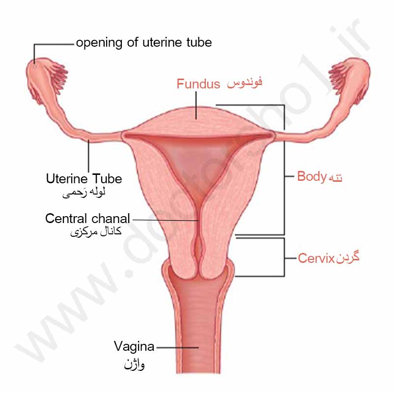 دستگاه تولیدمثل زنان