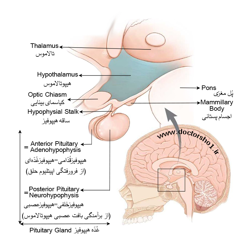 غده هیپوفیز