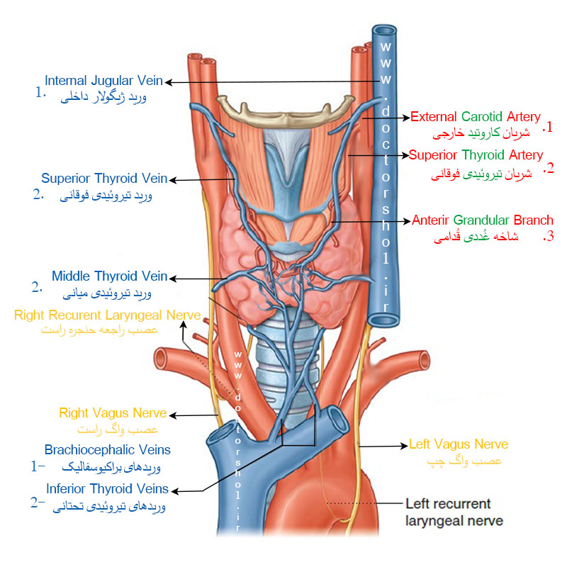 غده تیروئید