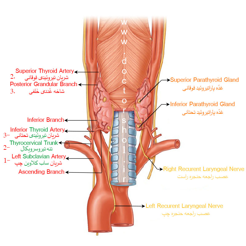 غده تیروئید