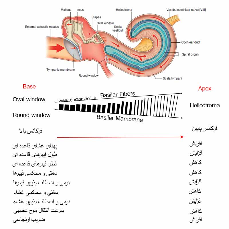 گوش