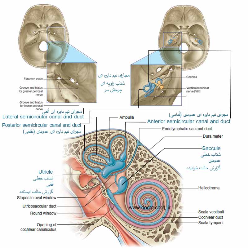 گوش