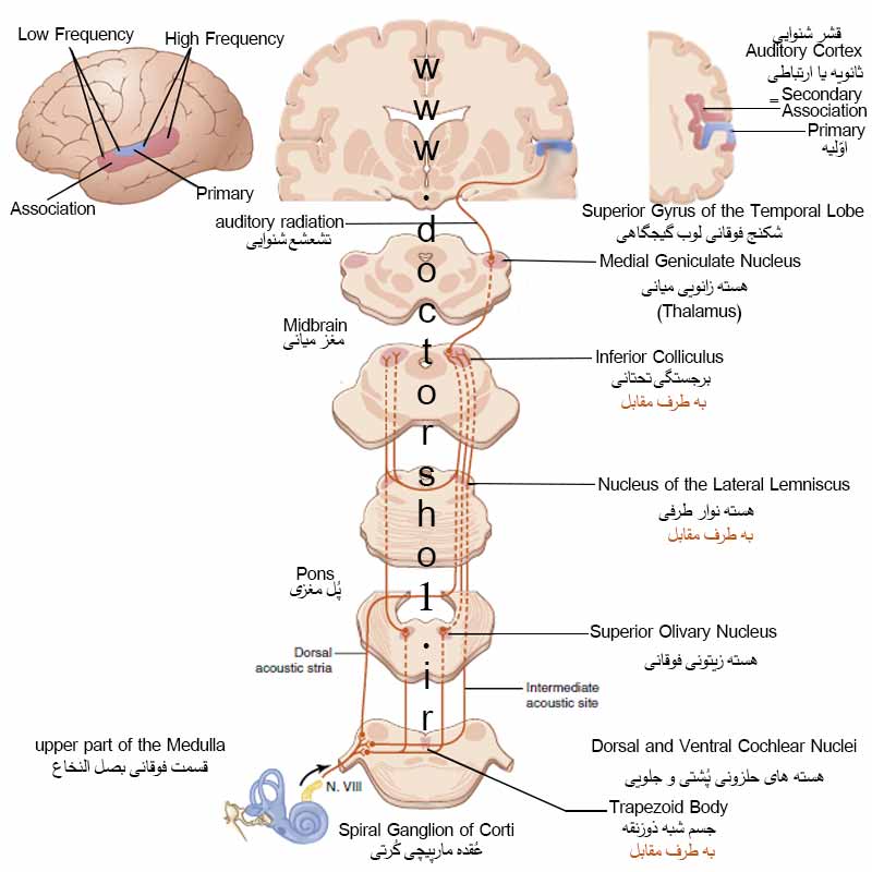 گوش