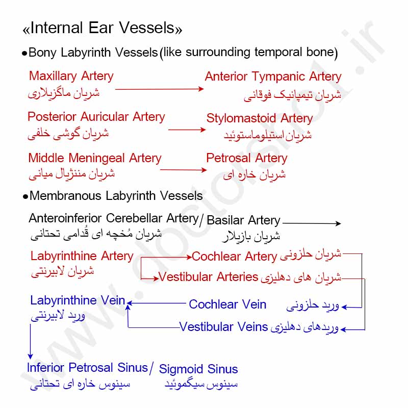 گوش