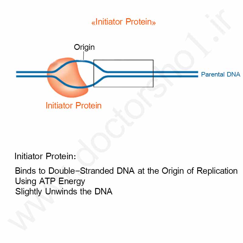 همانند سازی DNA
