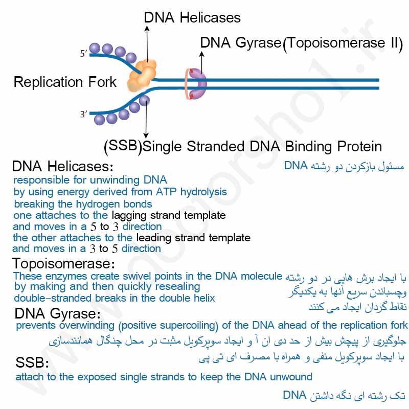 همانند سازی DNA