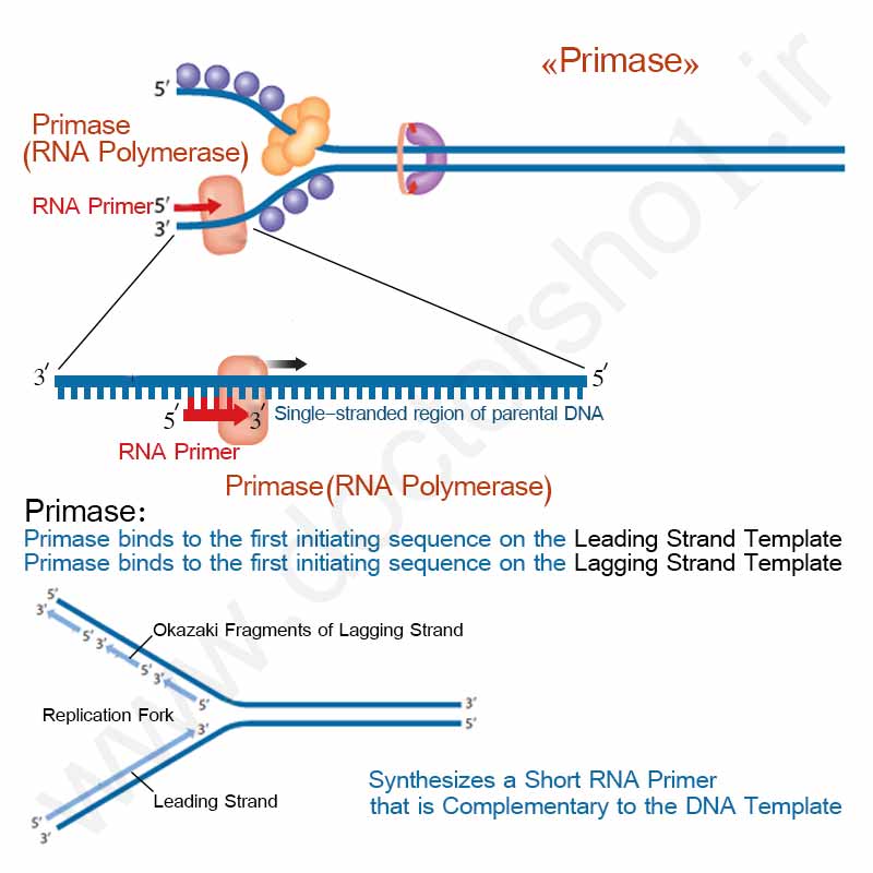 همانند سازی DNA