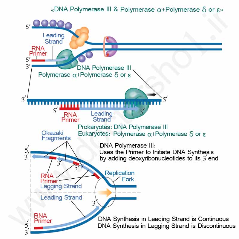 همانند سازی DNA