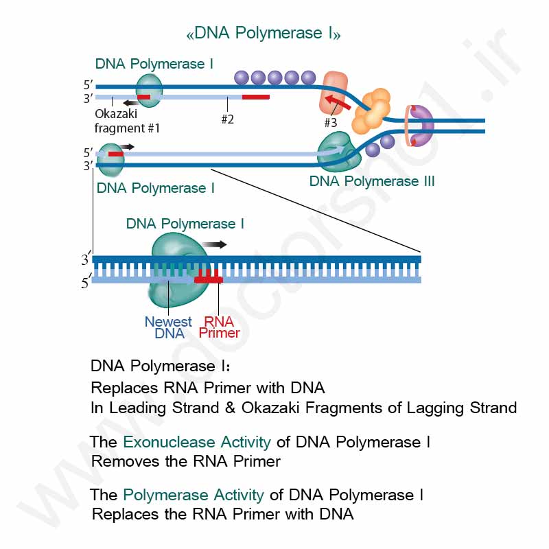 همانند سازی DNA