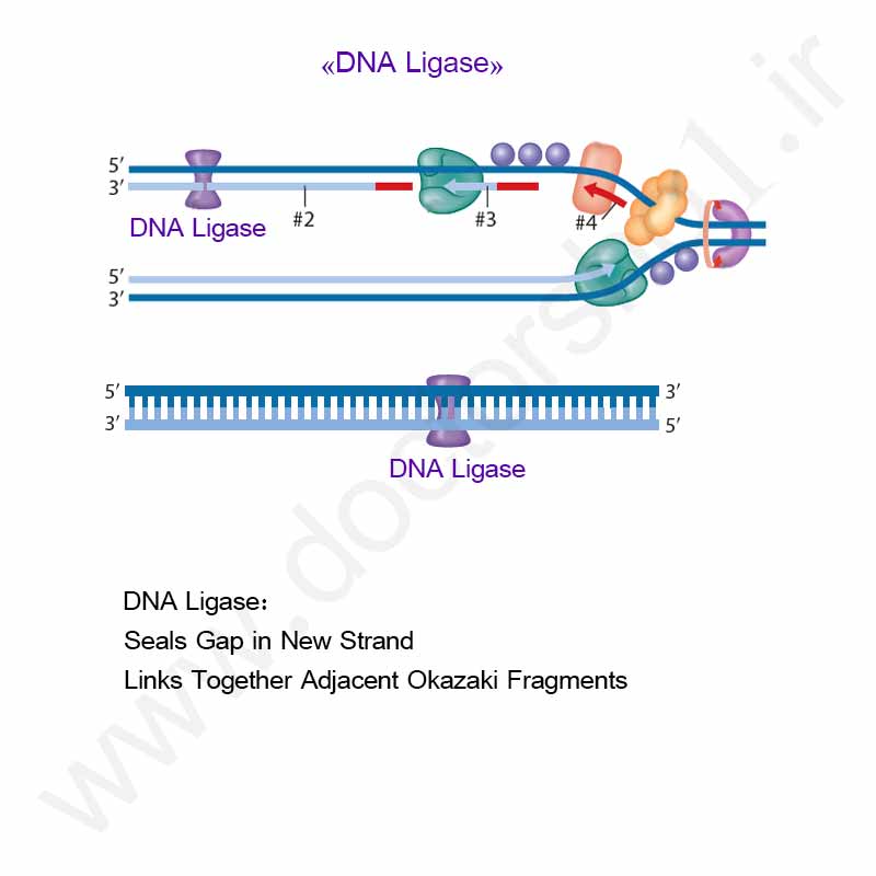 همانند سازی DNA