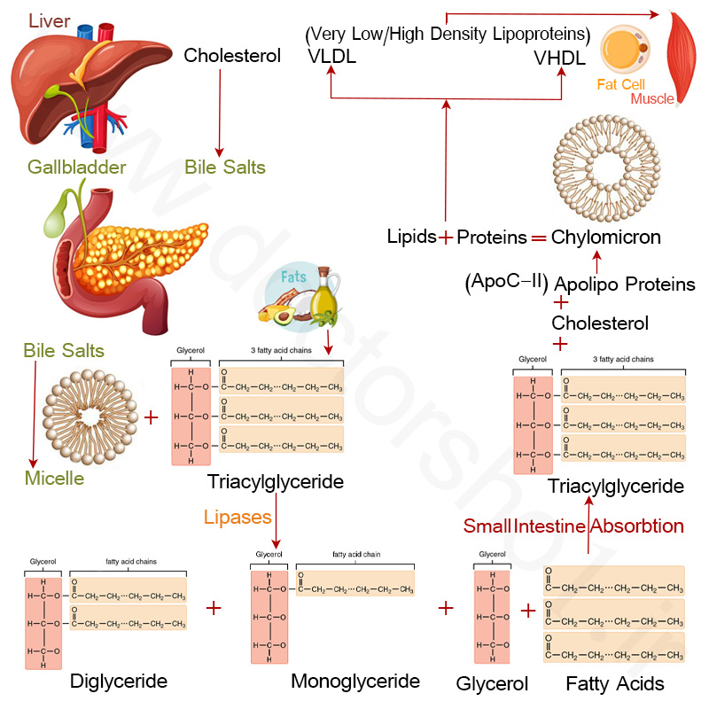 کاتابولیسم چربی ها