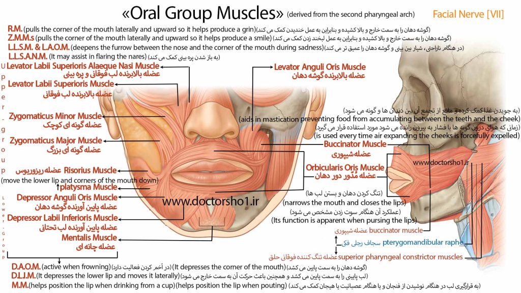 عضلات صورت