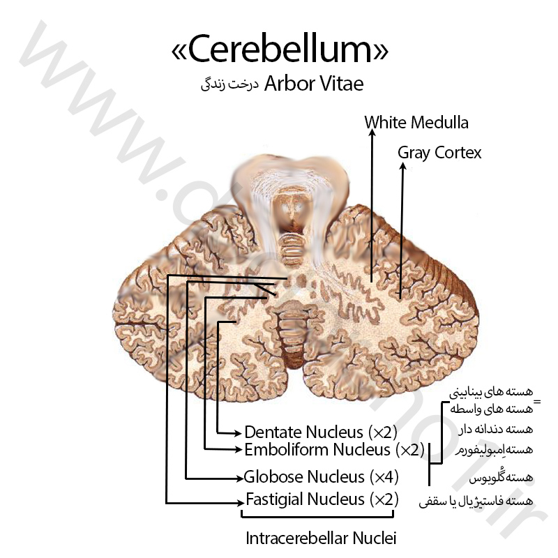مخچه