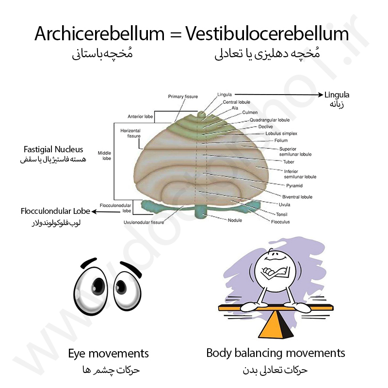 مخچه
