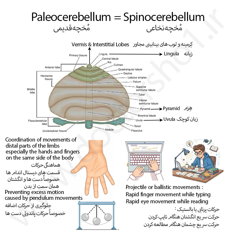 مخچه