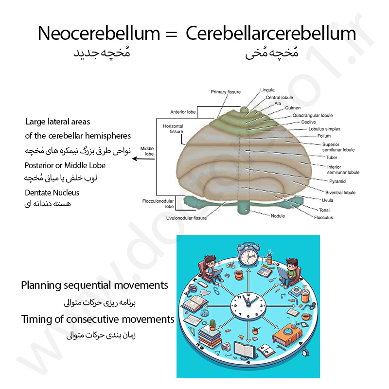 مخچه