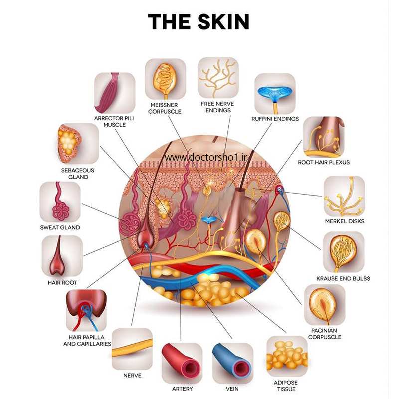 حواس پیکری