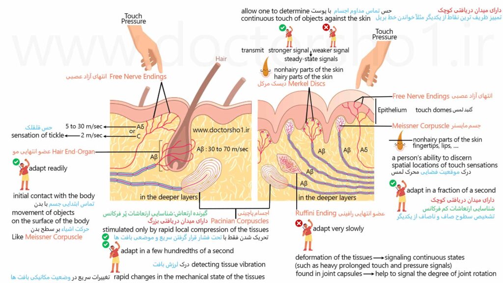 حواس پیکری