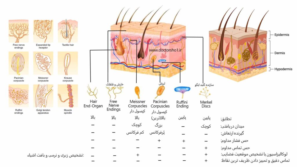 حواس پیکری